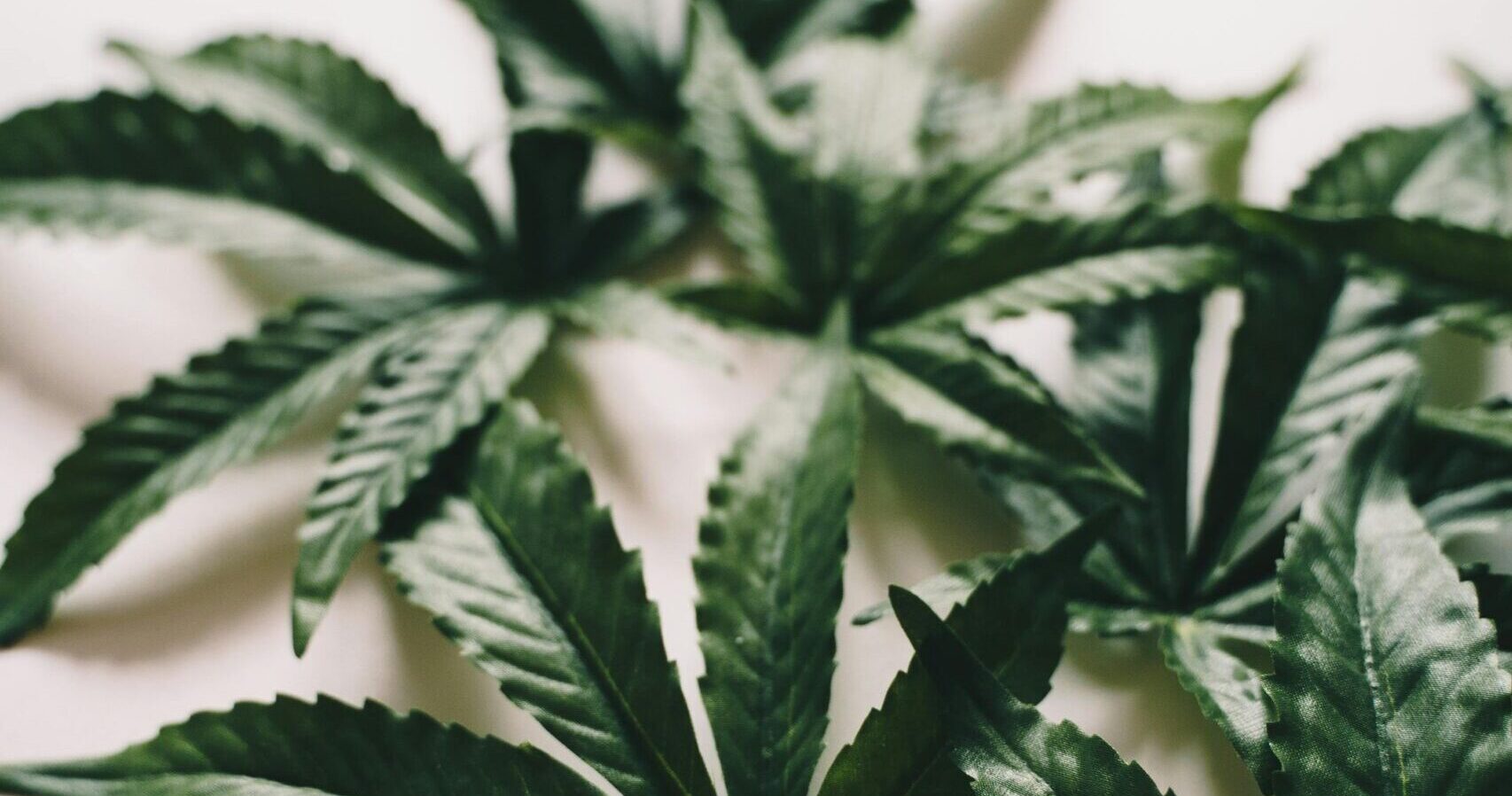 Ley orgánica de regulación integral del uso responsable del cannabis en Ecuador